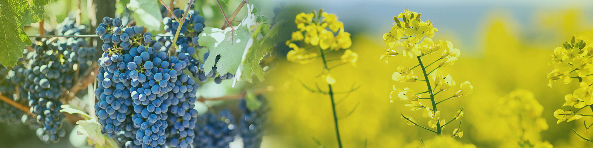 GreenImpulse_background-header-back6