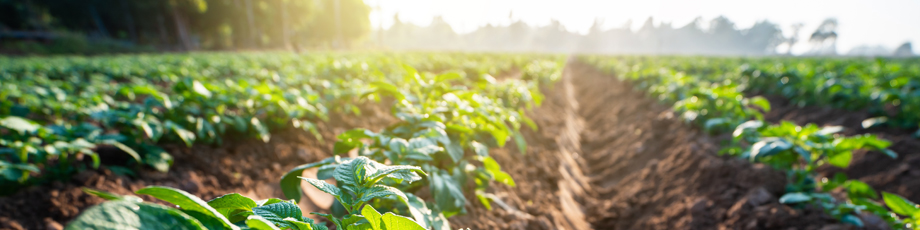 GreenImpulse_background-header-back6