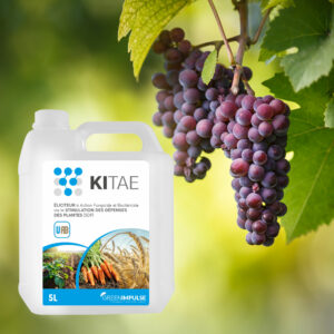 Kitae pour protéger la vigne