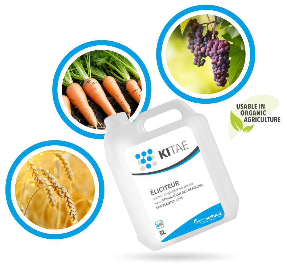 Kitae biofongicide for organic agriculture