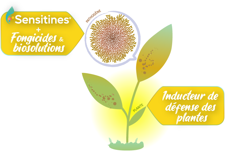 innovation green impulse bio inspirée