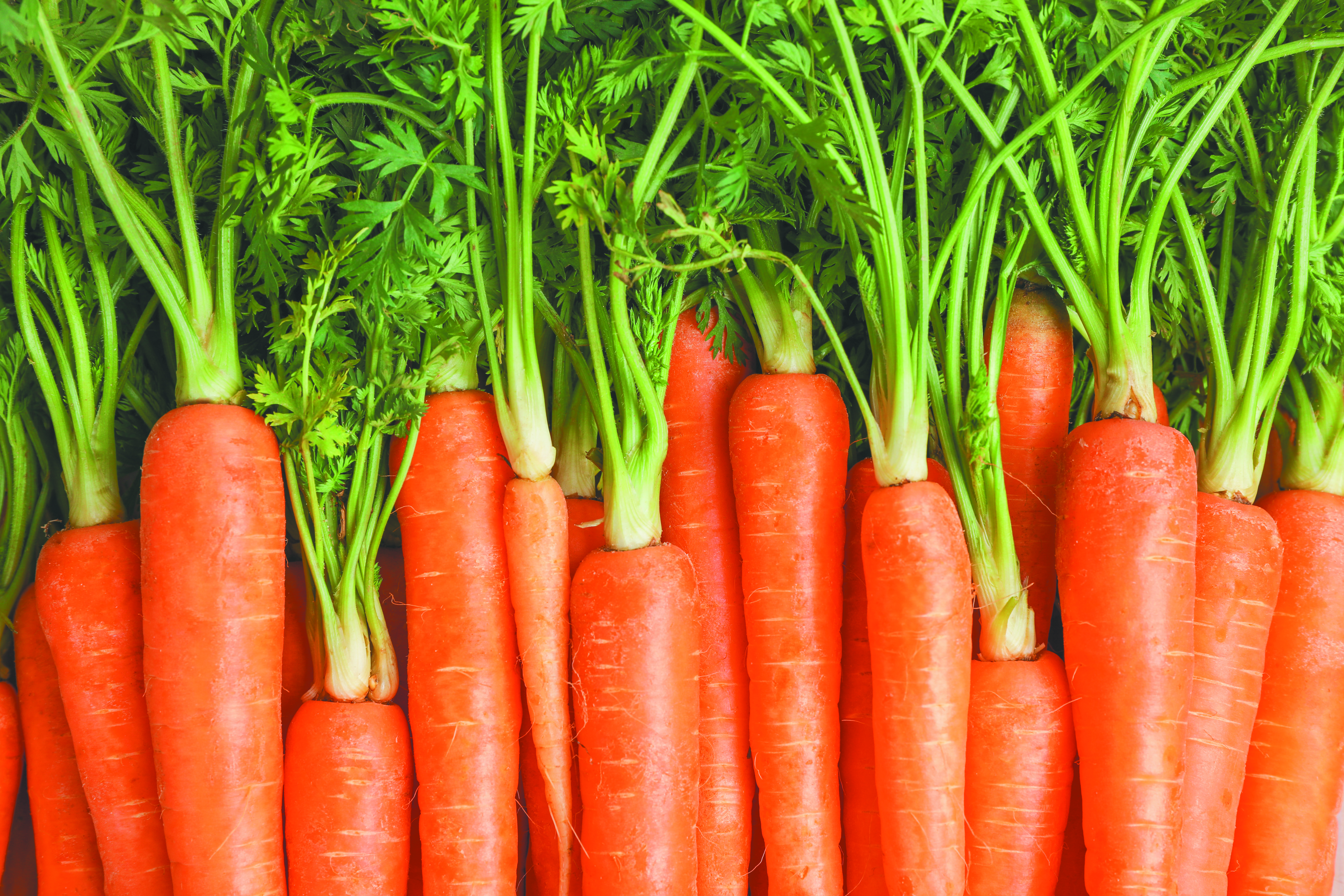 Ripe fresh carrots as background, space for text