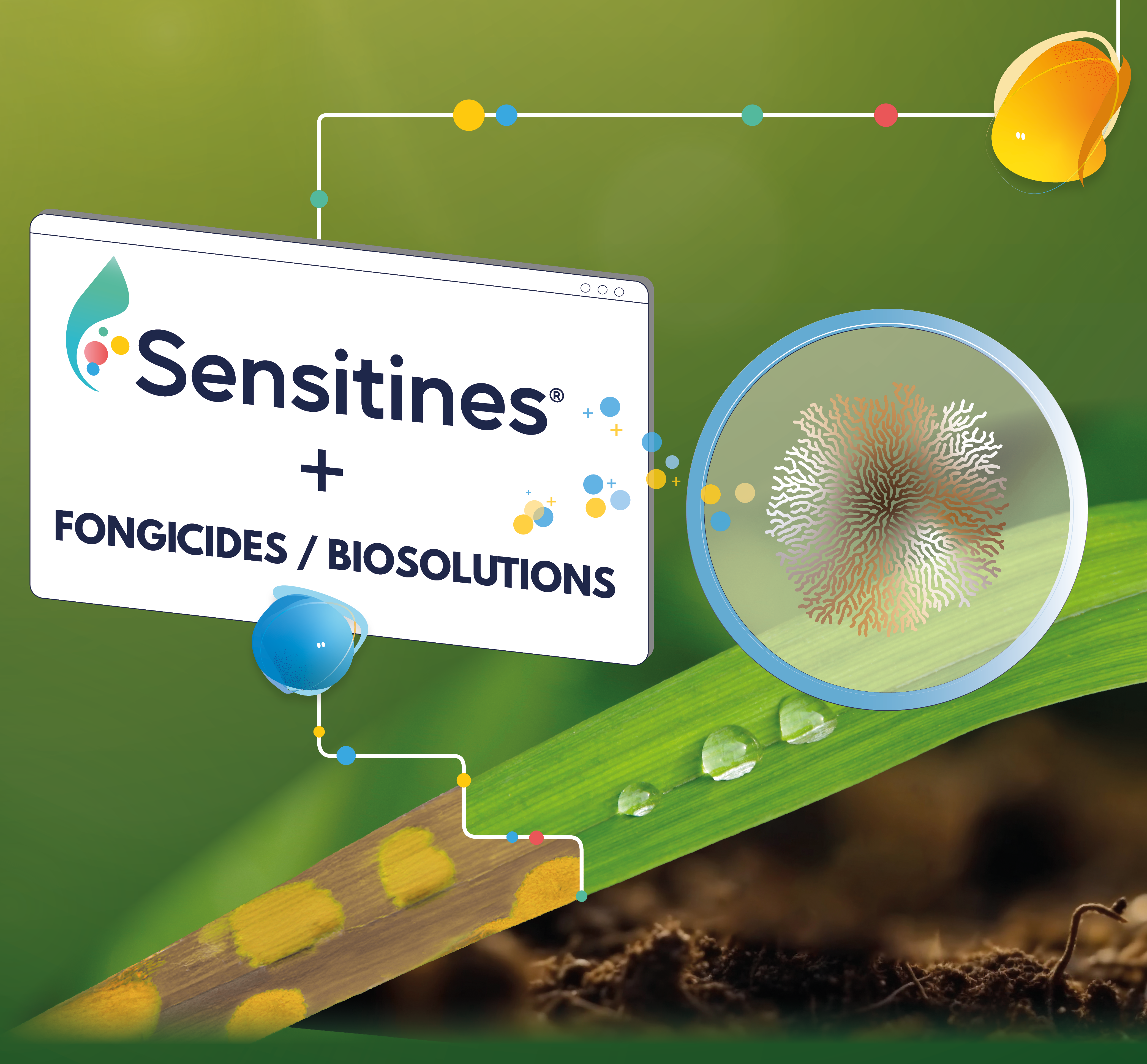 Sensitines visuel